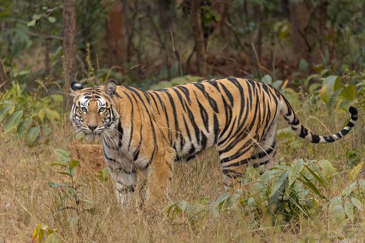 Sanjay National Park, Sidhi, Madhya Pradesh - Vushii.com Sanjay National Park, Sidhi, Madhya Pradesh - Vushii.com